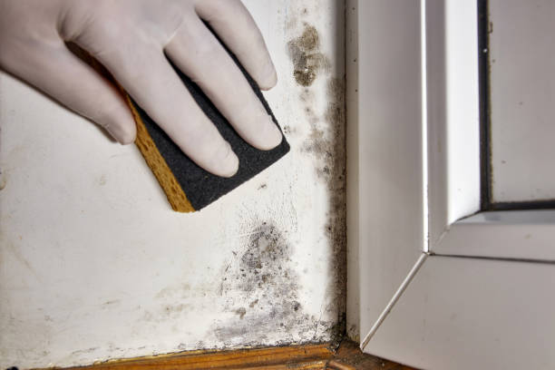 Best Black Mold Removal  in Arlington, VA